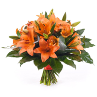 Elite Orange Lilies