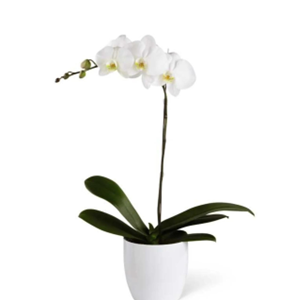 Single Luxury White Orchid