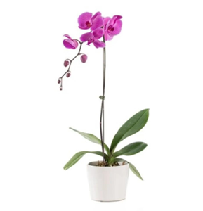 Single Purple Orchid Plant