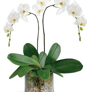 white phalaenopsis orchids